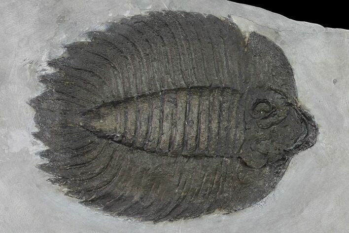 Arctinurus Trilobite - Classic New York Trilobite #163594